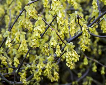Corylopsis spicata - XL