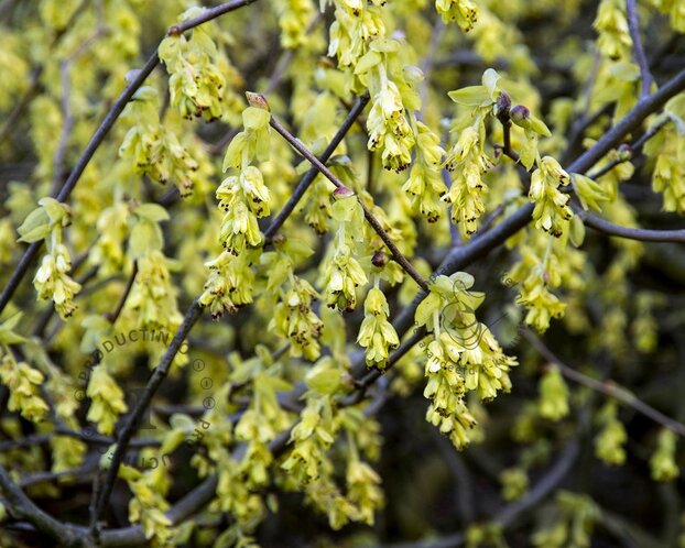 Corylopsis spicata - XL