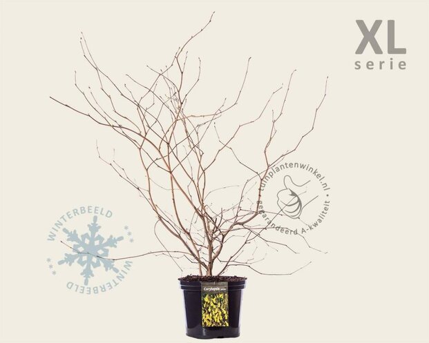 Corylopsis spicata - XL