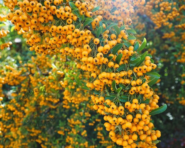 Pyracantha coccinea 'Soleil d'Or' - XL