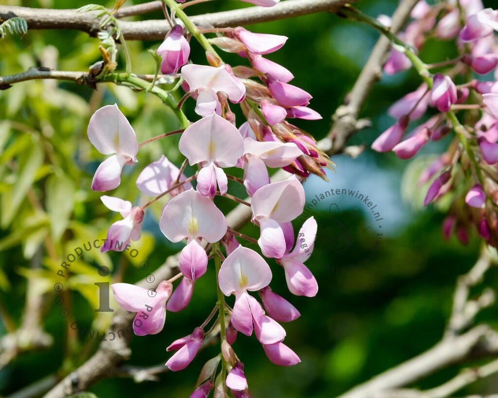 Wisteria brachybotrys 'Showa Beni' - XL