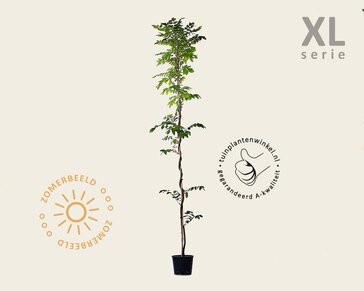 Wisteria brachybotrys 'Showa Beni' - XL