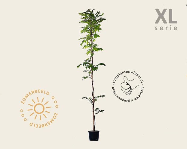 Wisteria brachybotrys 'Showa Beni' - XL