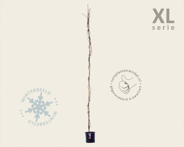 Wisteria brachybotrys 'Showa Beni' - XL