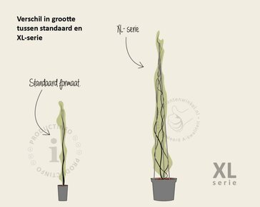 Wisteria brachybotrys 'Showa Beni' - XL