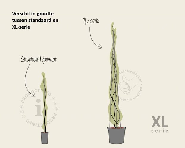 Wisteria brachybotrys 'Showa Beni' - XL