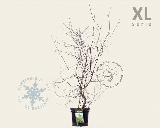 Nothofagus antarctica - XL