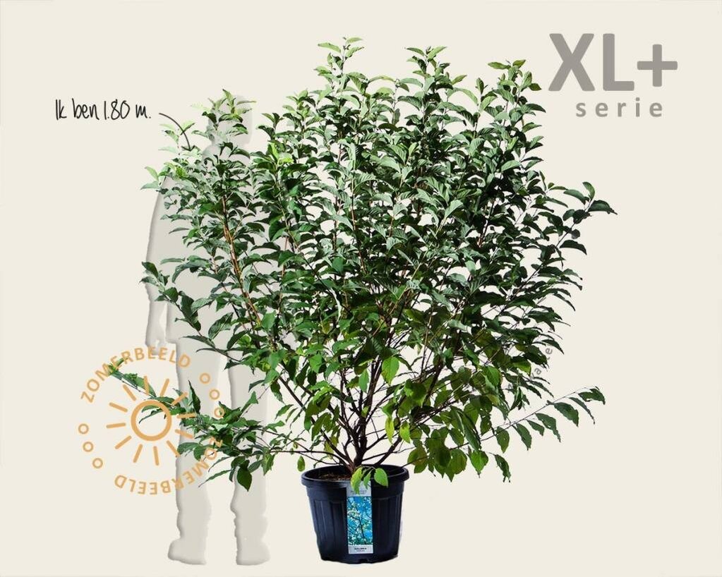 Halesia carolina - XL+