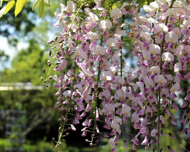 Wisteria floribunda 'Honbeni' - XL