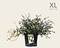 Abelia grandiflora - XL Foto 1