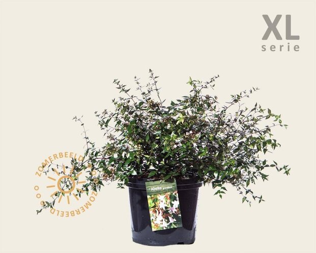 Abelia grandiflora - XL