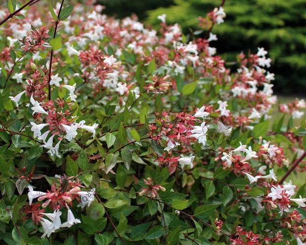 Abelia grandiflora - XL