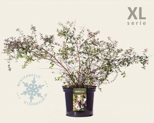 Abelia grandiflora - XL
