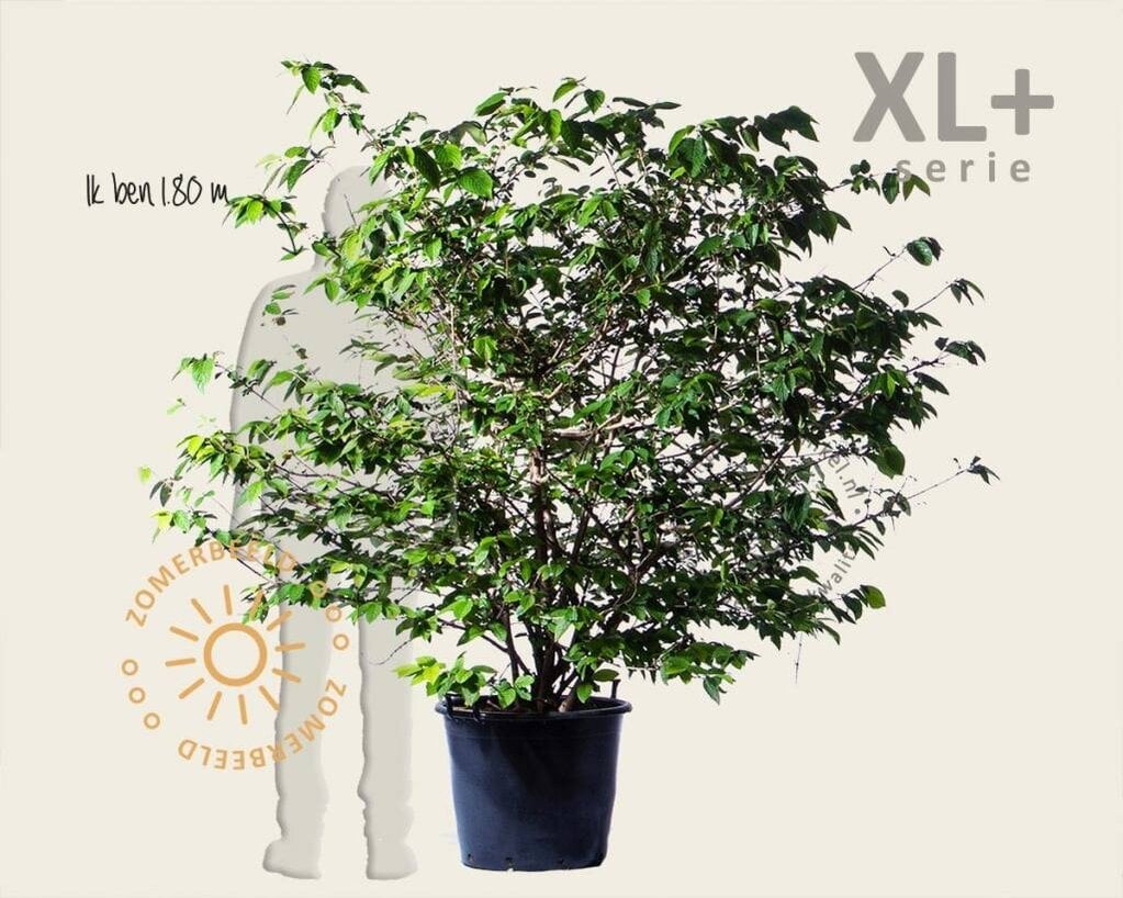 Viburnum plicatum 'St Keverne' - XL+