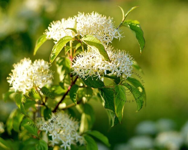 Cornus alternifolia - XL