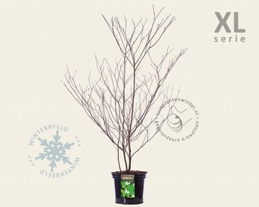 Cornus alternifolia - XL