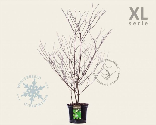 Cornus alternifolia - XL