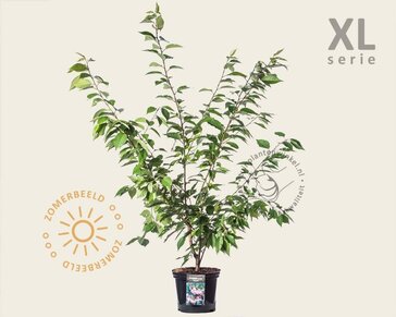 Prunus serrulata 'Kanzan' - XL