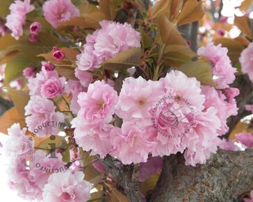 Prunus serrulata 'Kanzan' - XL