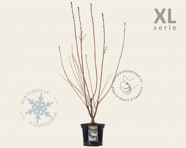 Prunus serrulata 'Kanzan' - XL