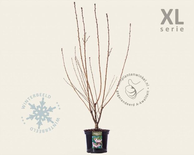 Prunus serrulata 'Kanzan' - XL