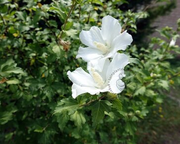 Hibiscus syriacus 'W. R. Smith' - XL