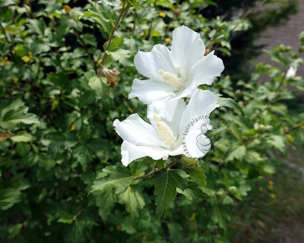 Hibiscus syriacus 'W. R. Smith' - XL