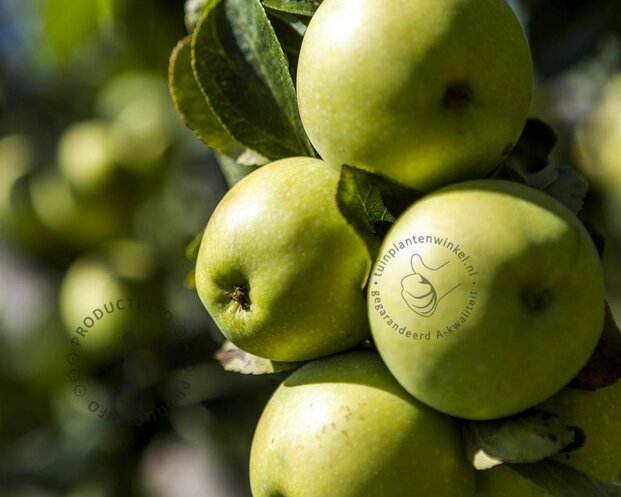 Malus domestica 'Gold Sensation' - zuilvorm