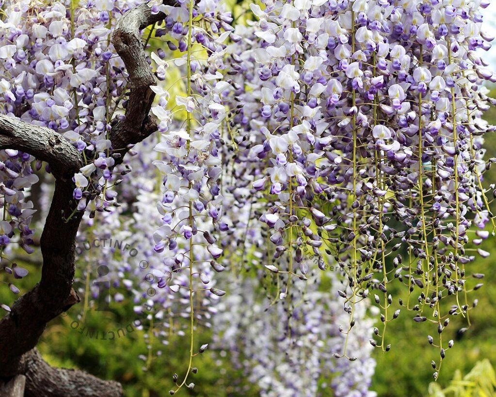 Wisteria floribunda 'Multijuga' - XL