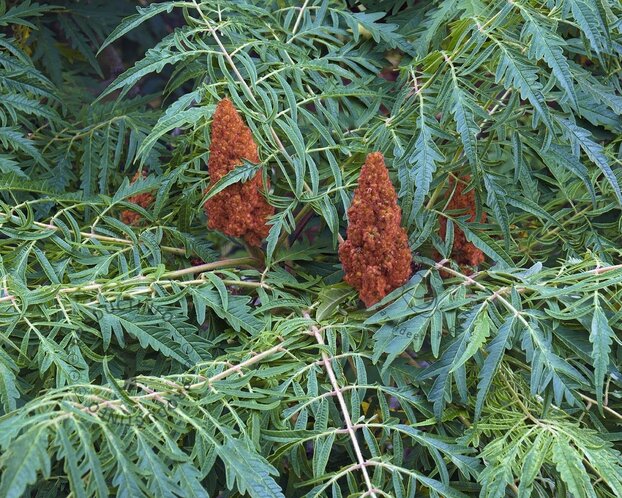 Rhus typhina 'Dissecta' - XL