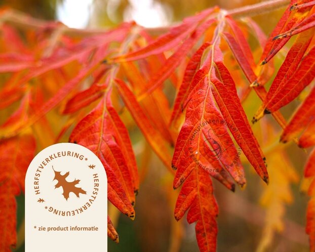 Rhus typhina 'Dissecta' - XL