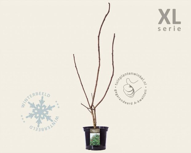 Rhus typhina 'Dissecta' - XL