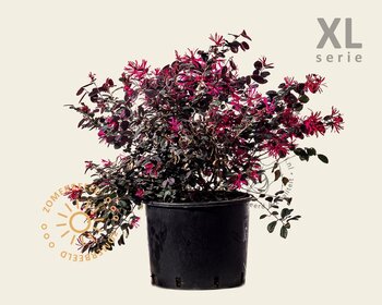 Loropetalum chinense 'Black Pearl' - XL