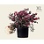 Loropetalum chinense 'Black Pearl' - XL
