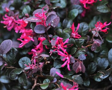 Loropetalum chinense 'Black Pearl' - XL