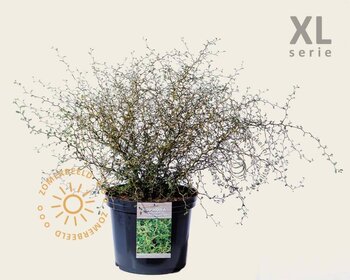 Sophora prostrata 'Little Baby' - XL