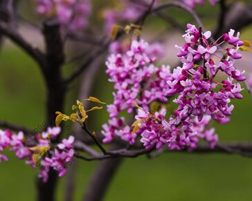 Cercis canadensis 'Hearts of Gold' - XL