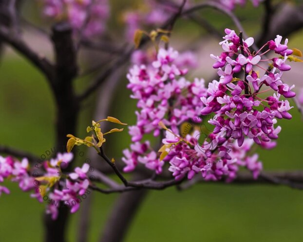 Cercis canadensis 'Hearts of Gold' - XL