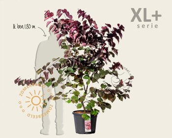 Cercis canadensis 'Forest Pansy' - XL+