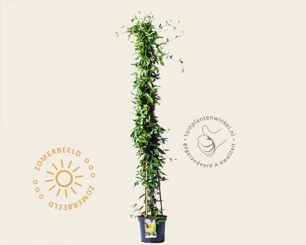 Lonicera henryi - XL