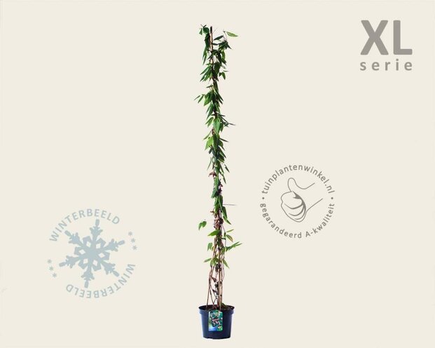 Lonicera henryi - XL