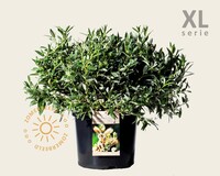 Salix helvetica - XL