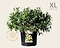 Salix helvetica - XL Foto 1