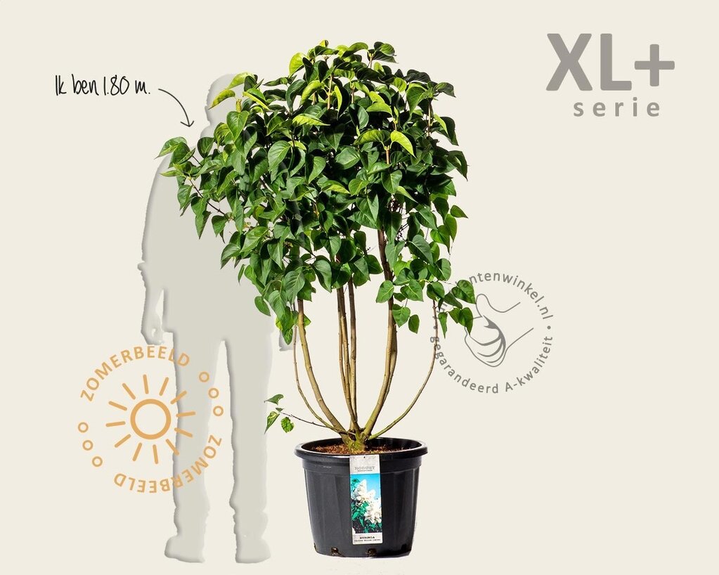 Syringa vulgaris 'Mme Lemoine' - XL+