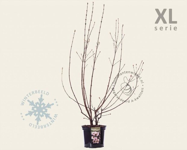 Viburnum bodnantense 'Charles Lamont' - XL