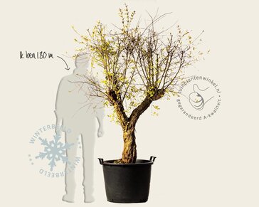 Alleen in winkel Punica granatum - zeer oude laagstam