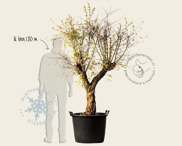 Alleen in winkel Punica granatum - zeer oude laagstam