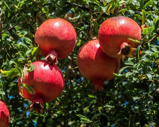 Alleen in winkel Punica granatum - zeer oude laagstam