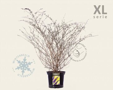 Buddleja davidii 'Nanho Blue' - XL