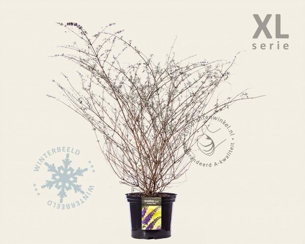 Buddleja davidii 'Nanho Blue' - XL